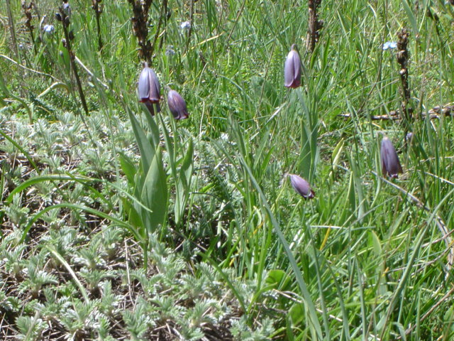 Изображение особи Fritillaria armena.