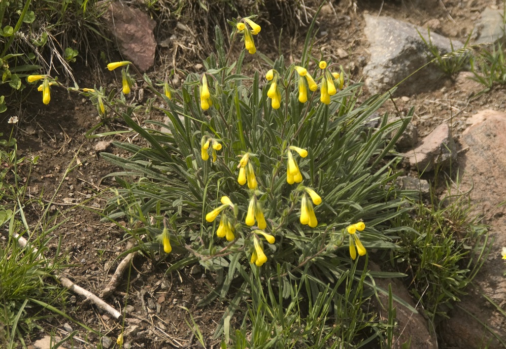 Image of Onosma caucasica specimen.