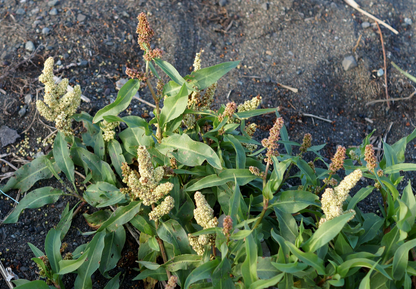 Image of Rumex sibiricus specimen.