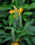 Crossandra infundibuliformis. Верхушка побега с соцветием. Малайзия, о-в Пенанг, г. Джорджтаун, в культуре. 07.05.2017.