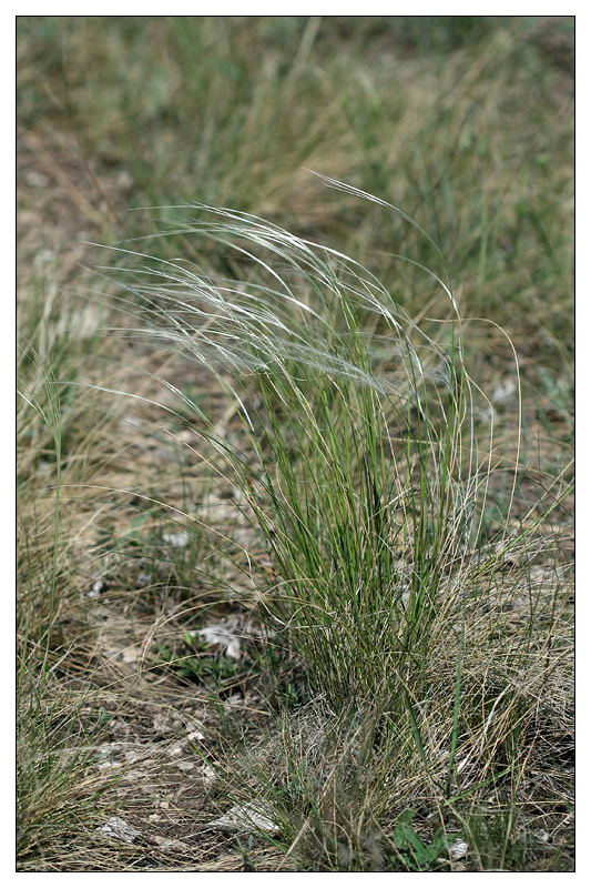 Image of Stipa pennata specimen.