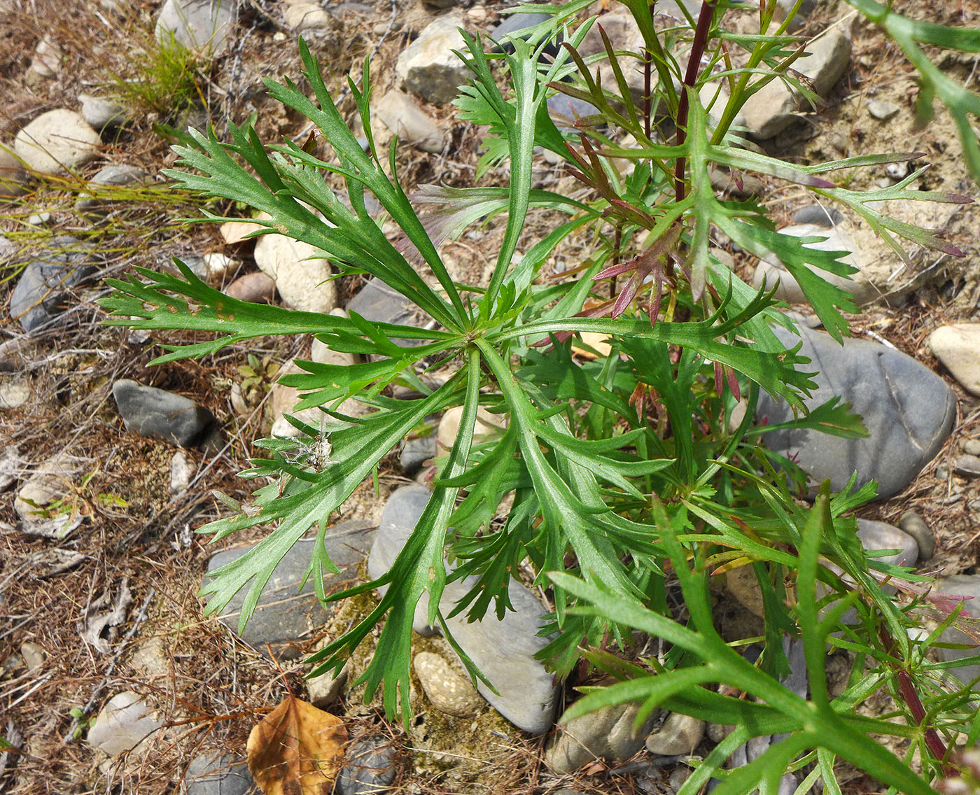 Image of Artemisia desertorum specimen.