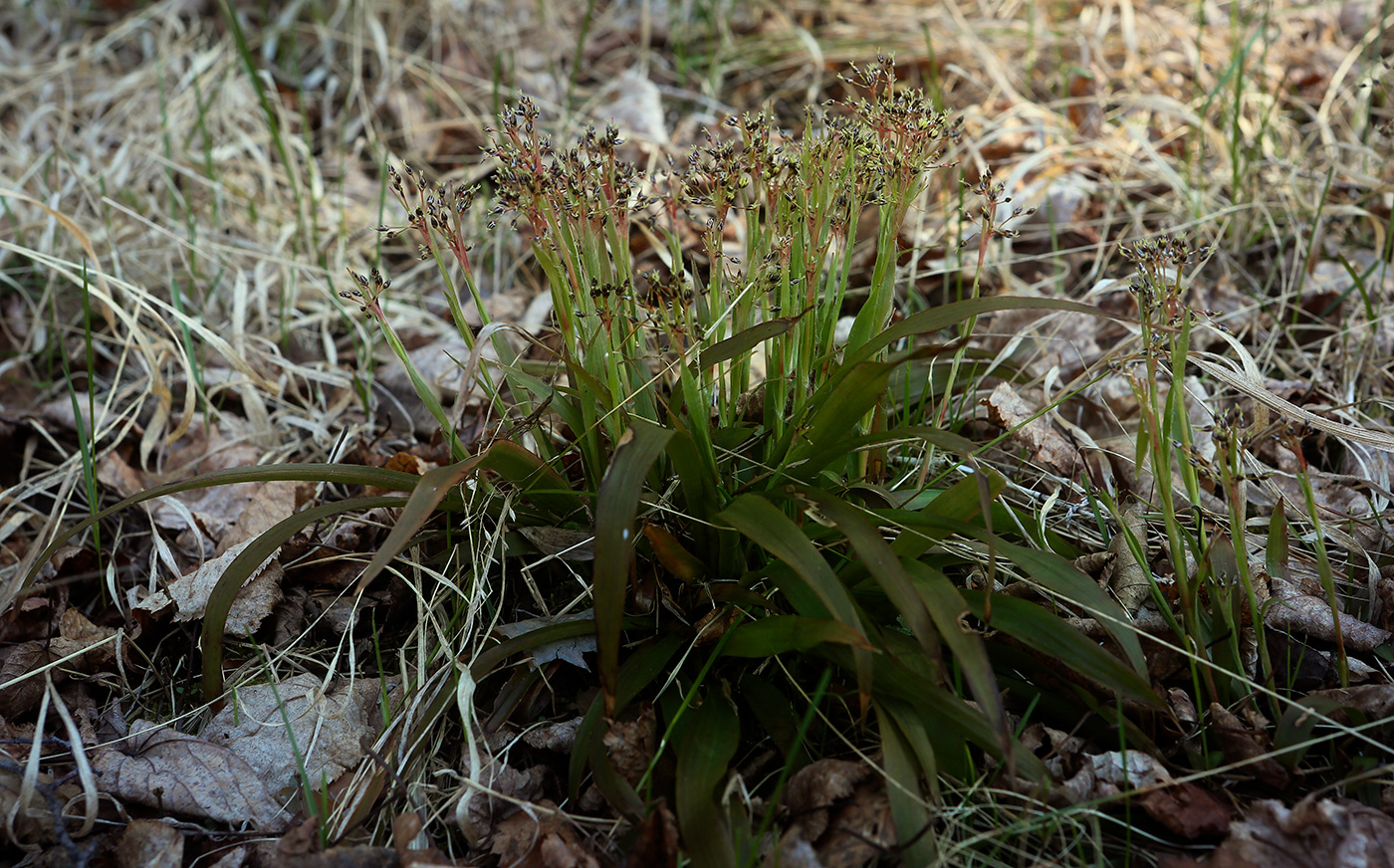 Image of Luzula pilosa specimen.