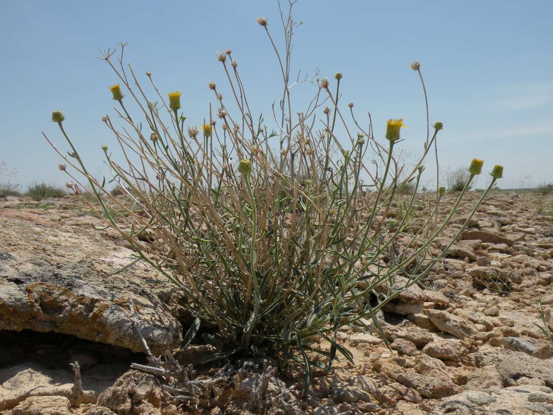 Image of Inula multicaulis specimen.