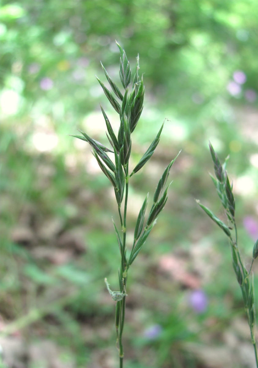 Image of familia Poaceae specimen.