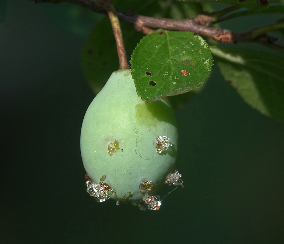 Изображение особи Prunus domestica.