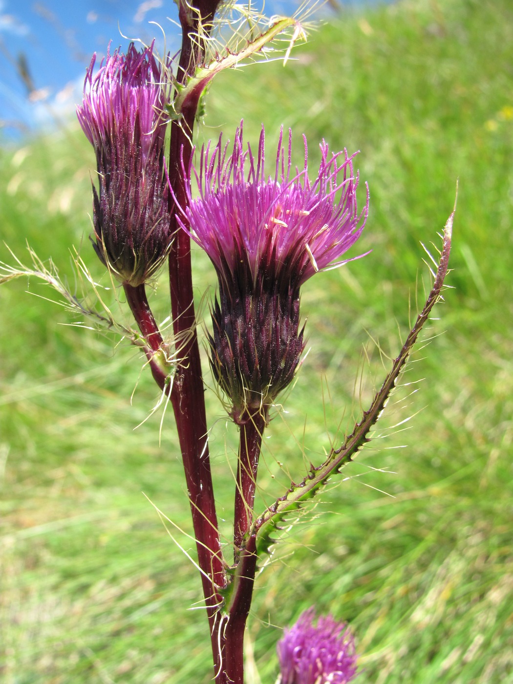 Image of Cirsium simplex specimen.