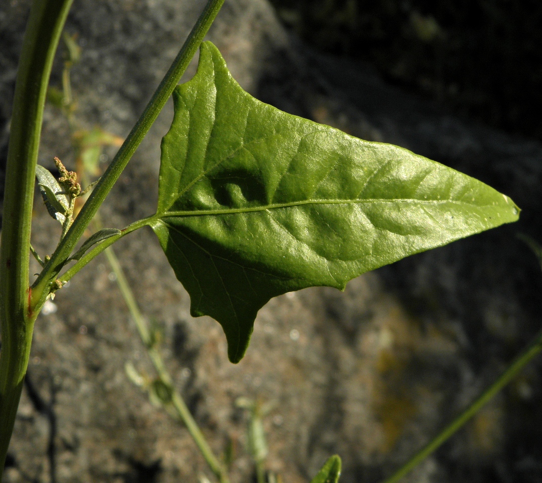 Image of Atriplex micrantha specimen.