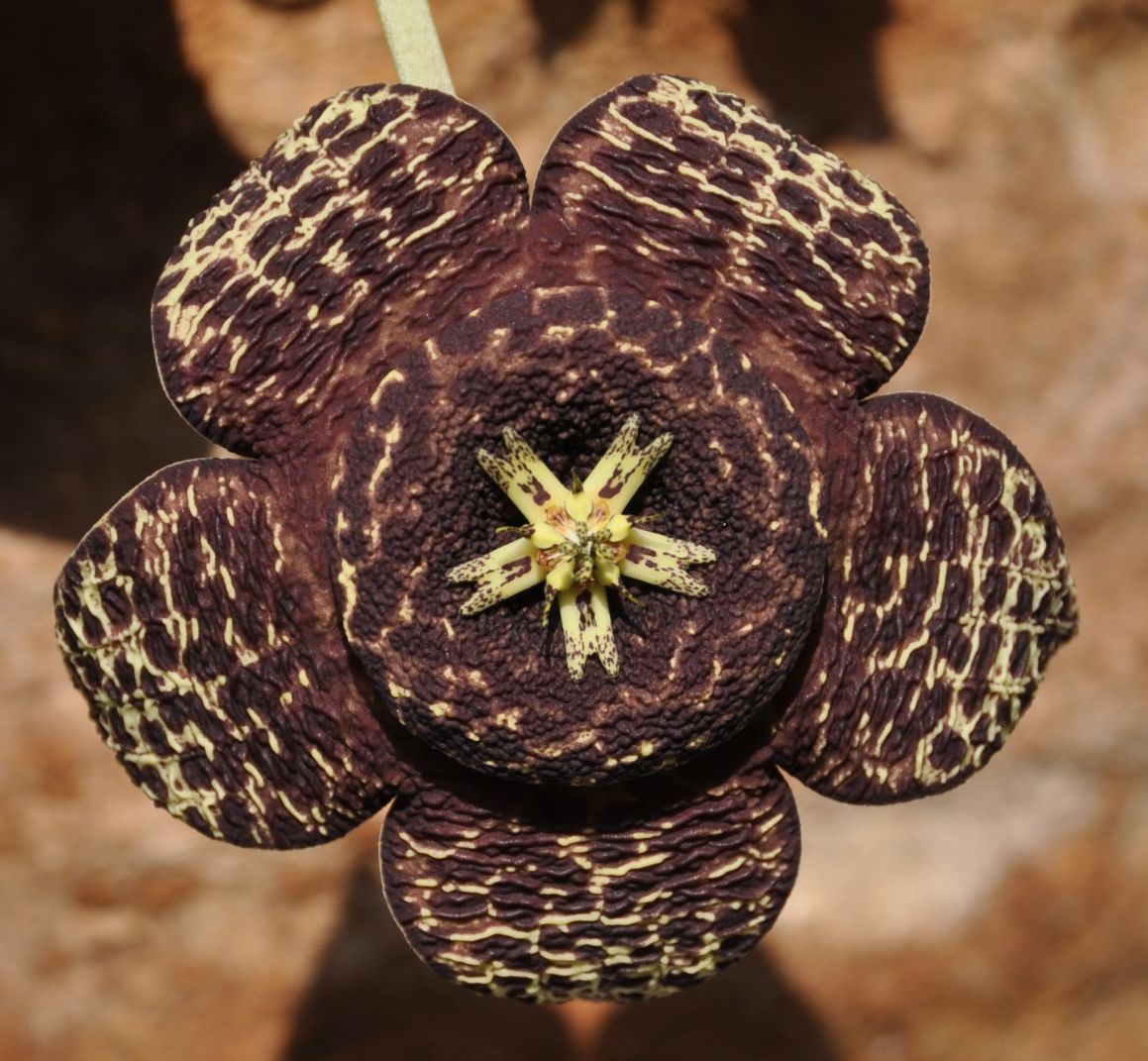 Image of Orbea variegata specimen.