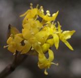 Cornus mas