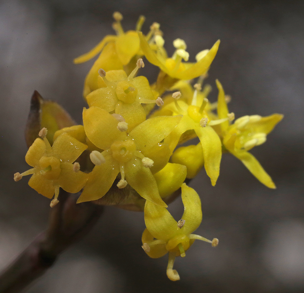 Image of Cornus mas specimen.