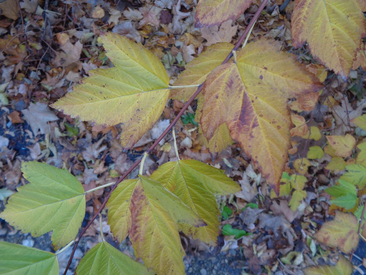 Image of Physocarpus opulifolius specimen.