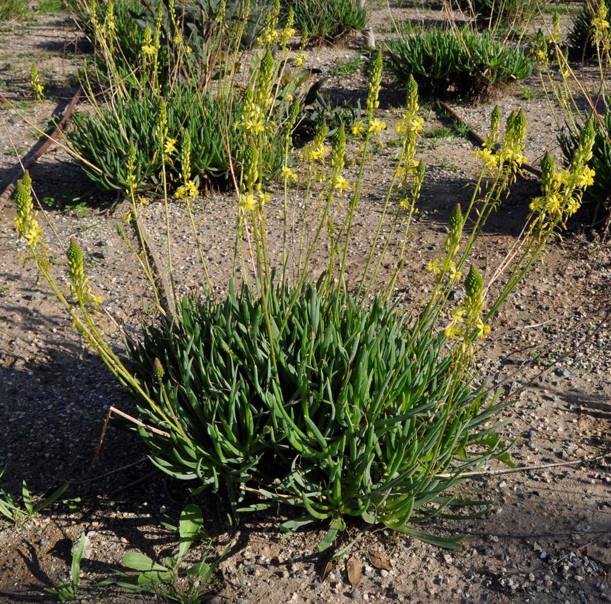 Image of genus Bulbine specimen.