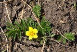 Potentilla anserina