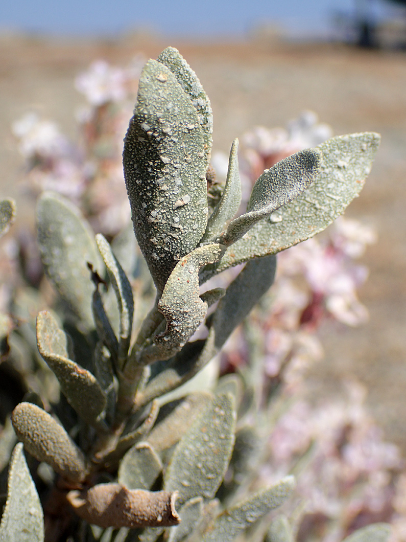 Image of Limoniastrum monopetalum specimen.