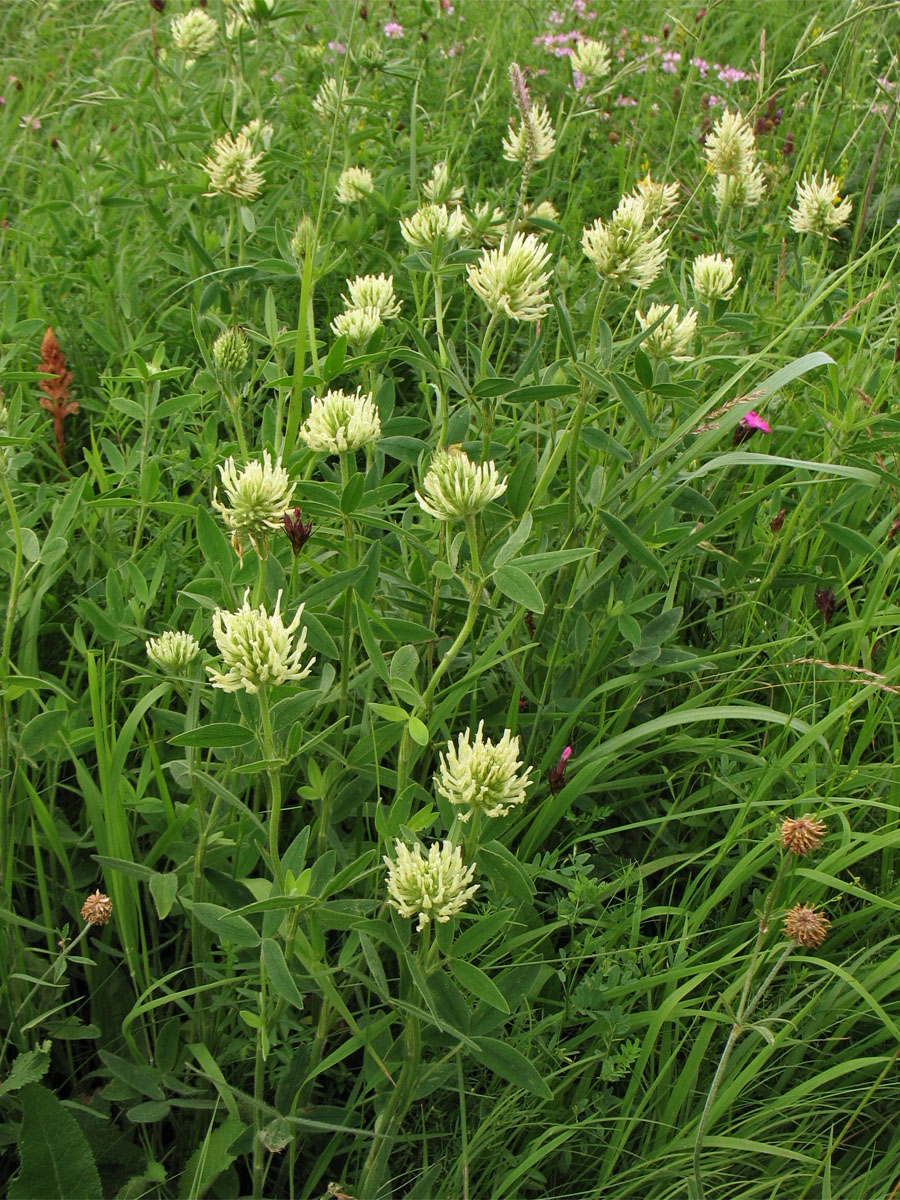 Изображение особи Trifolium pannonicum.