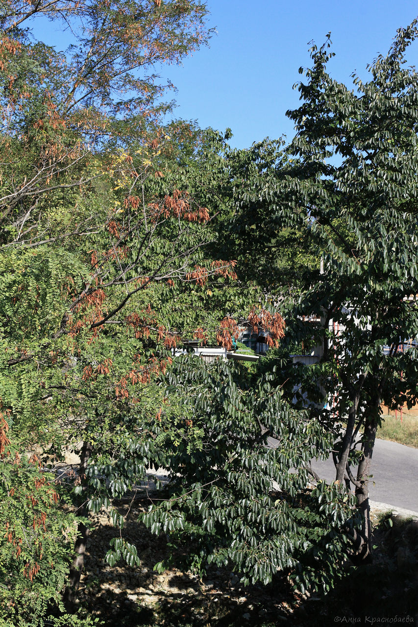 Image of Diospyros lotus specimen.