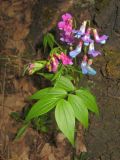 Lathyrus vernus. Цветущее растение. Томск, опушка берёзового леса. 31.05.2010.