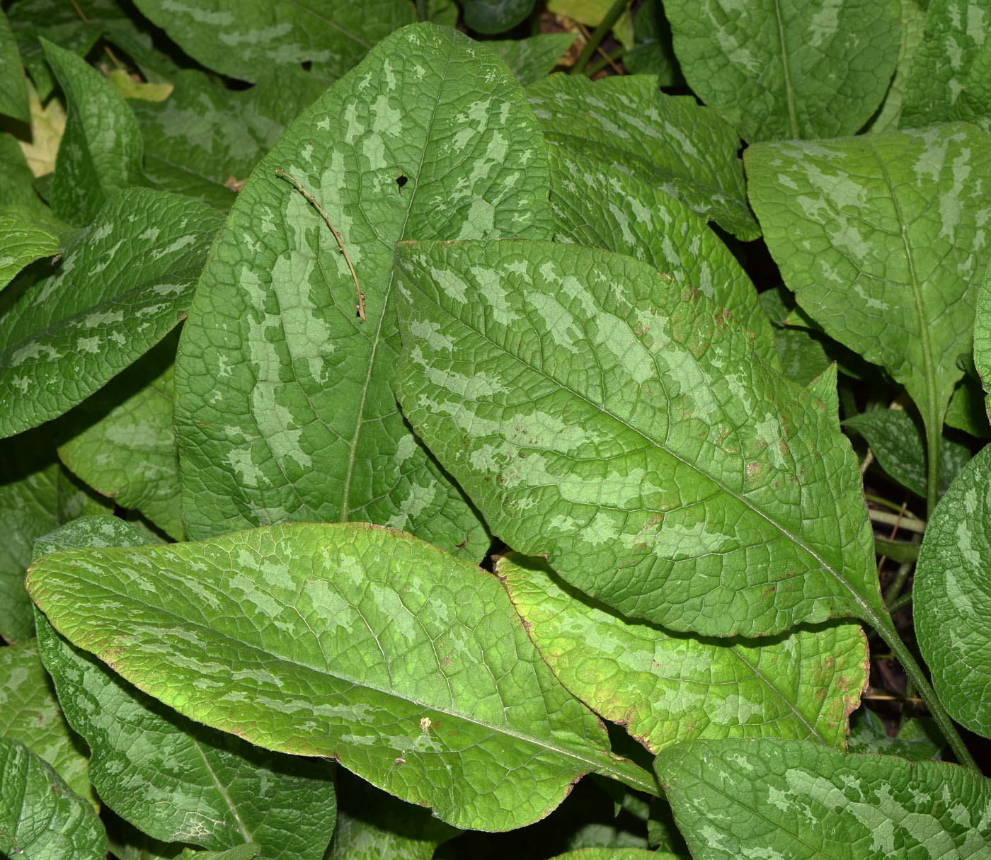 Image of Symphytum grandiflorum specimen.