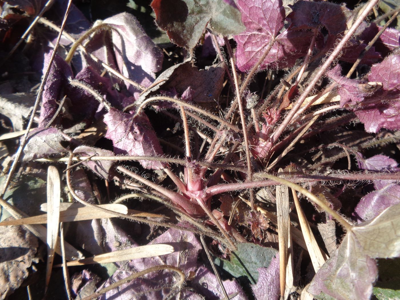 Image of Heuchera micrantha specimen.