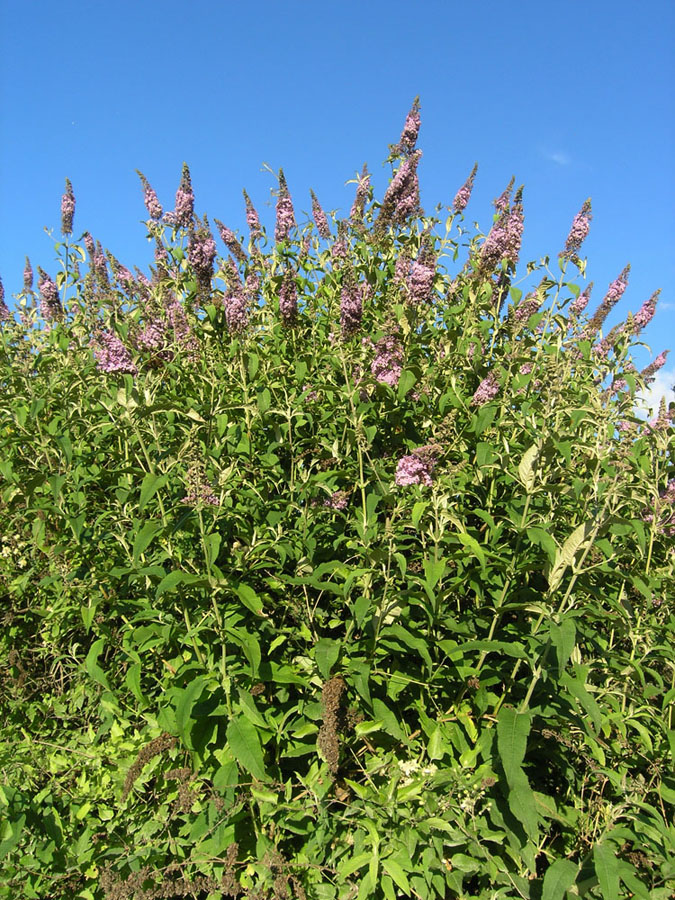 Image of Buddleja davidii specimen.