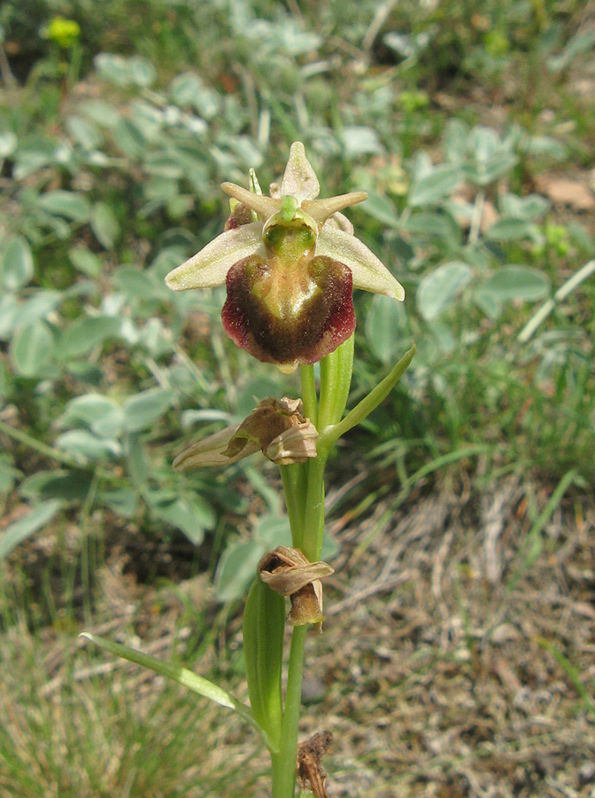 Изображение особи Ophrys mammosa ssp. caucasica.