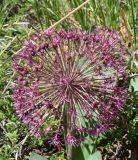 Allium karataviense ssp. henrikii