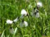 Eriophorum latifolium. Верхушки побегов с соплодиями. Украина, Ивано-Франковская обл., Украинские Карпаты, хребет Черногора, юго-восточный склон горы Говерла, 1950 м н.у.м., каменистый субальпийский луг. 26.06.2019.