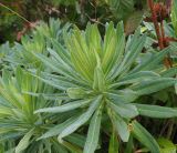 Euphorbia glaberrima