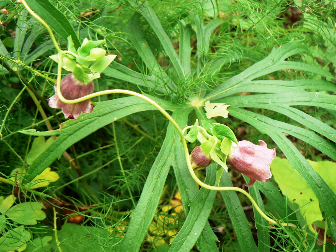 Изображение особи Codonopsis ussuriensis.