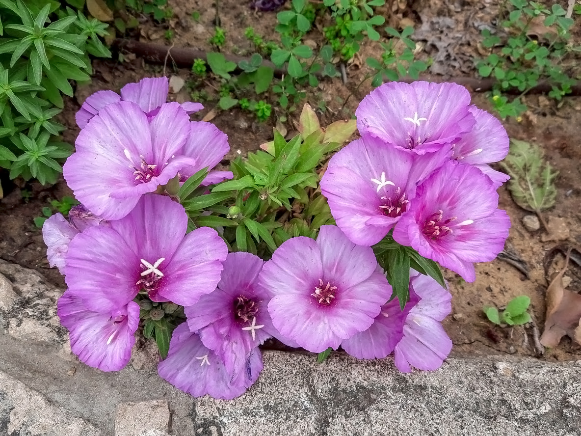 Image of Clarkia amoena specimen.