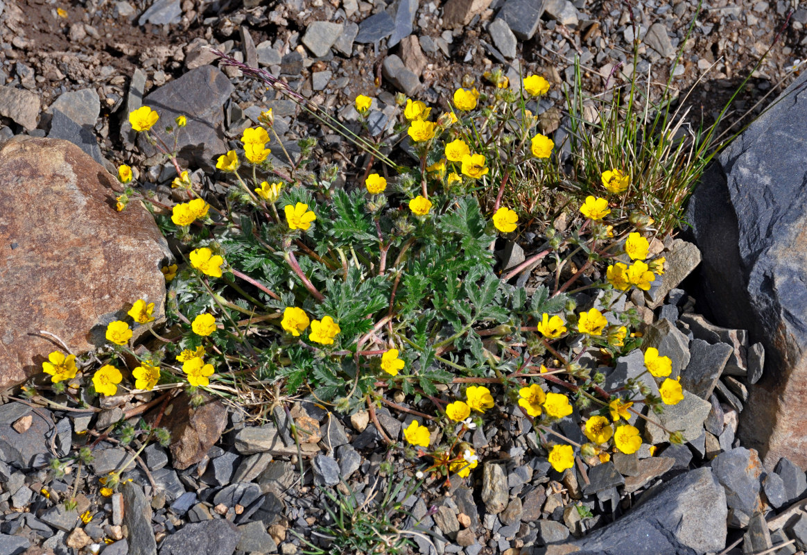 Image of genus Potentilla specimen.