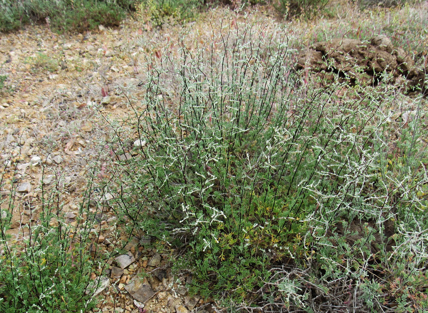 Image of genus Artemisia specimen.