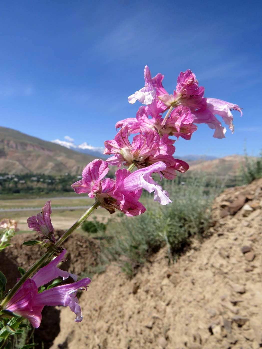 Image of Salvia bucharica specimen.