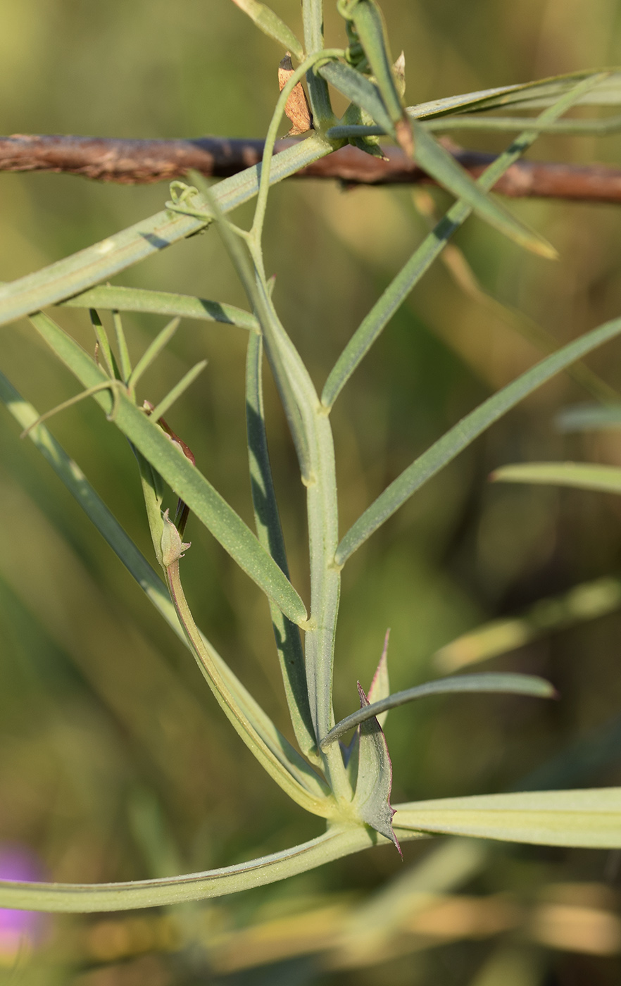 Изображение особи Lathyrus clymenum.