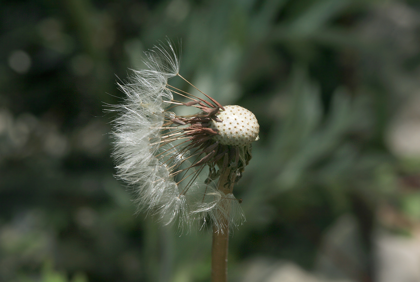 Image of Taraxacum pectinatiforme specimen.