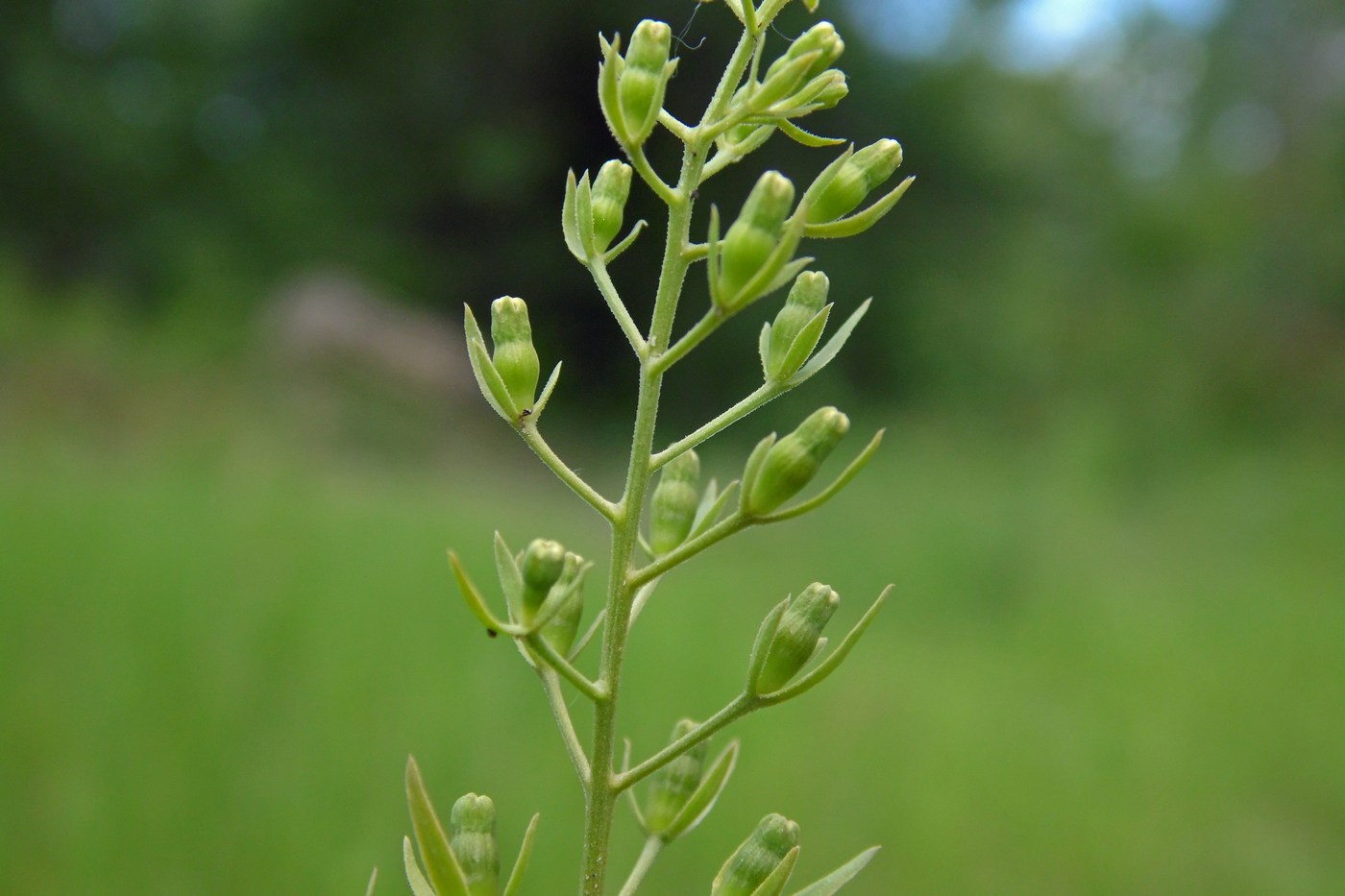 Изображение особи Thesium ramosum.