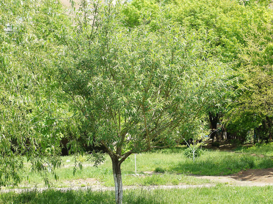 Image of Salix gmelinii specimen.