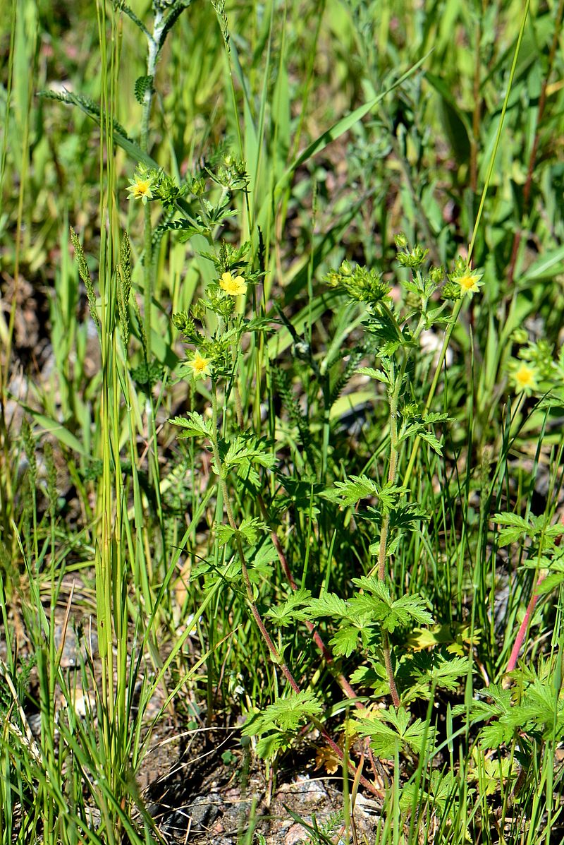 Image of Potentilla ruthenica specimen.