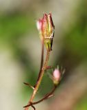 Micranthes laciniata