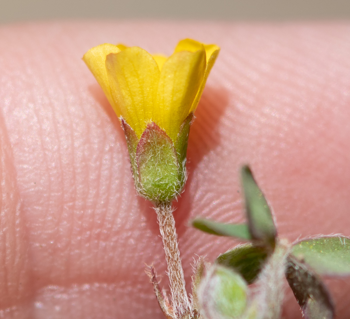 Image of genus Oxalis specimen.