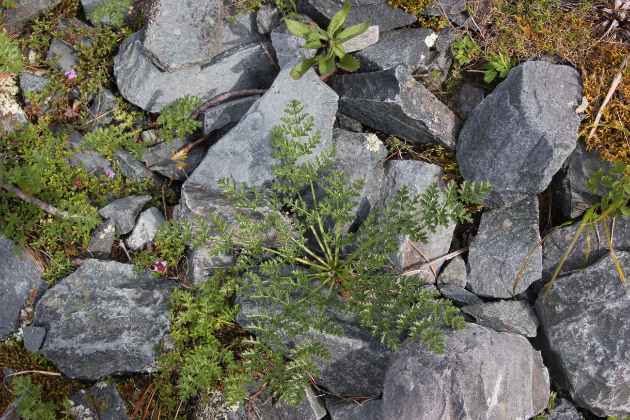 Image of familia Apiaceae specimen.