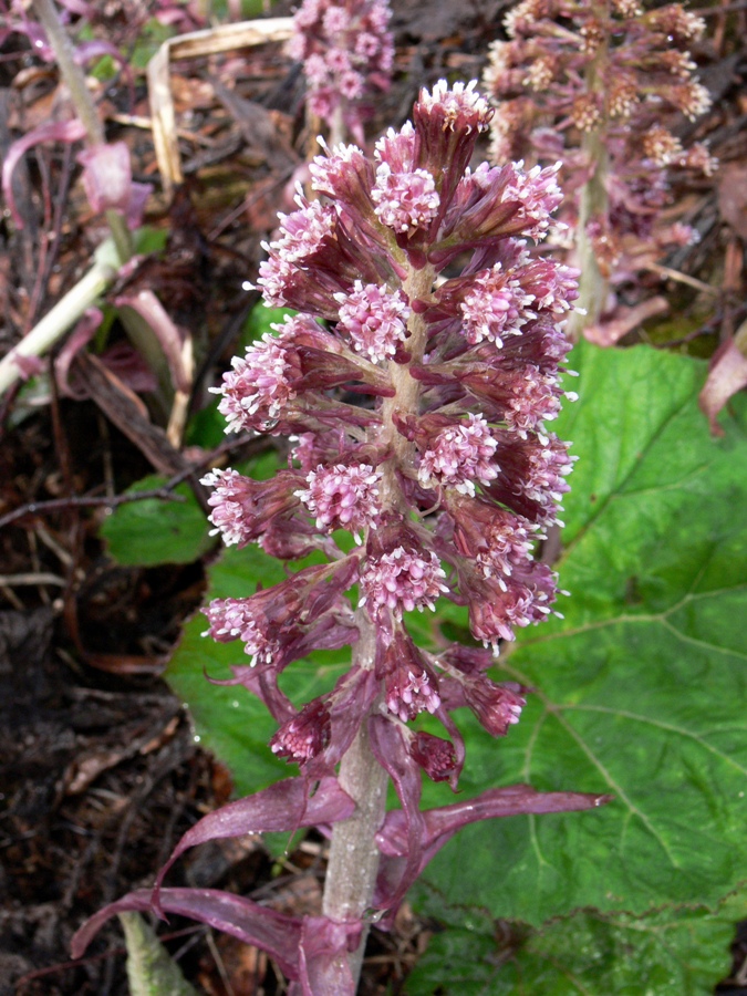 Image of Petasites hybridus specimen.