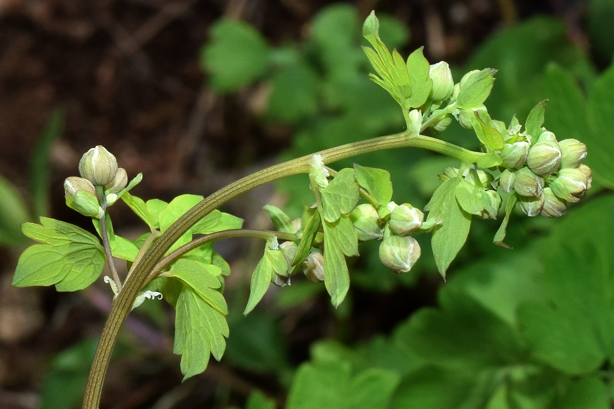 Изображение особи Thalictrum minus.