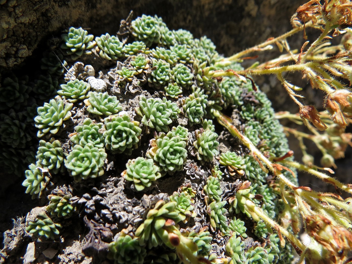 Image of Saxifraga alberti specimen.