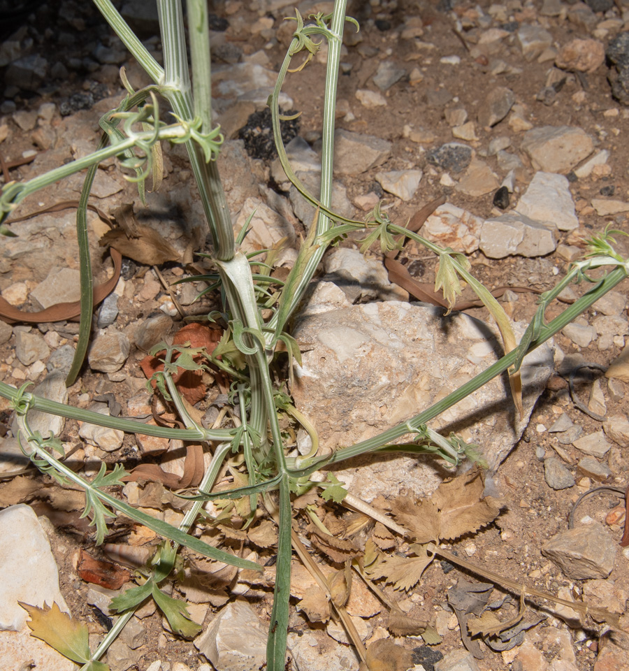 Image of Exoacantha heterophylla specimen.