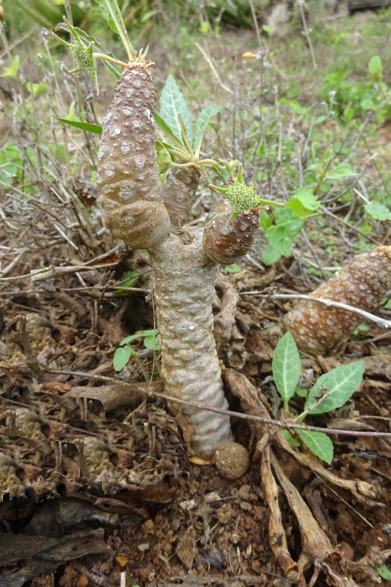 Image of Dorstenia foetida specimen.