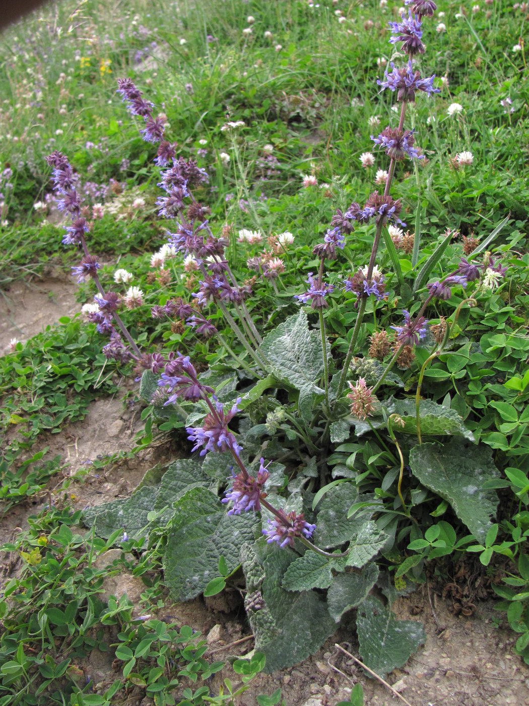 Изображение особи Salvia verticillata.