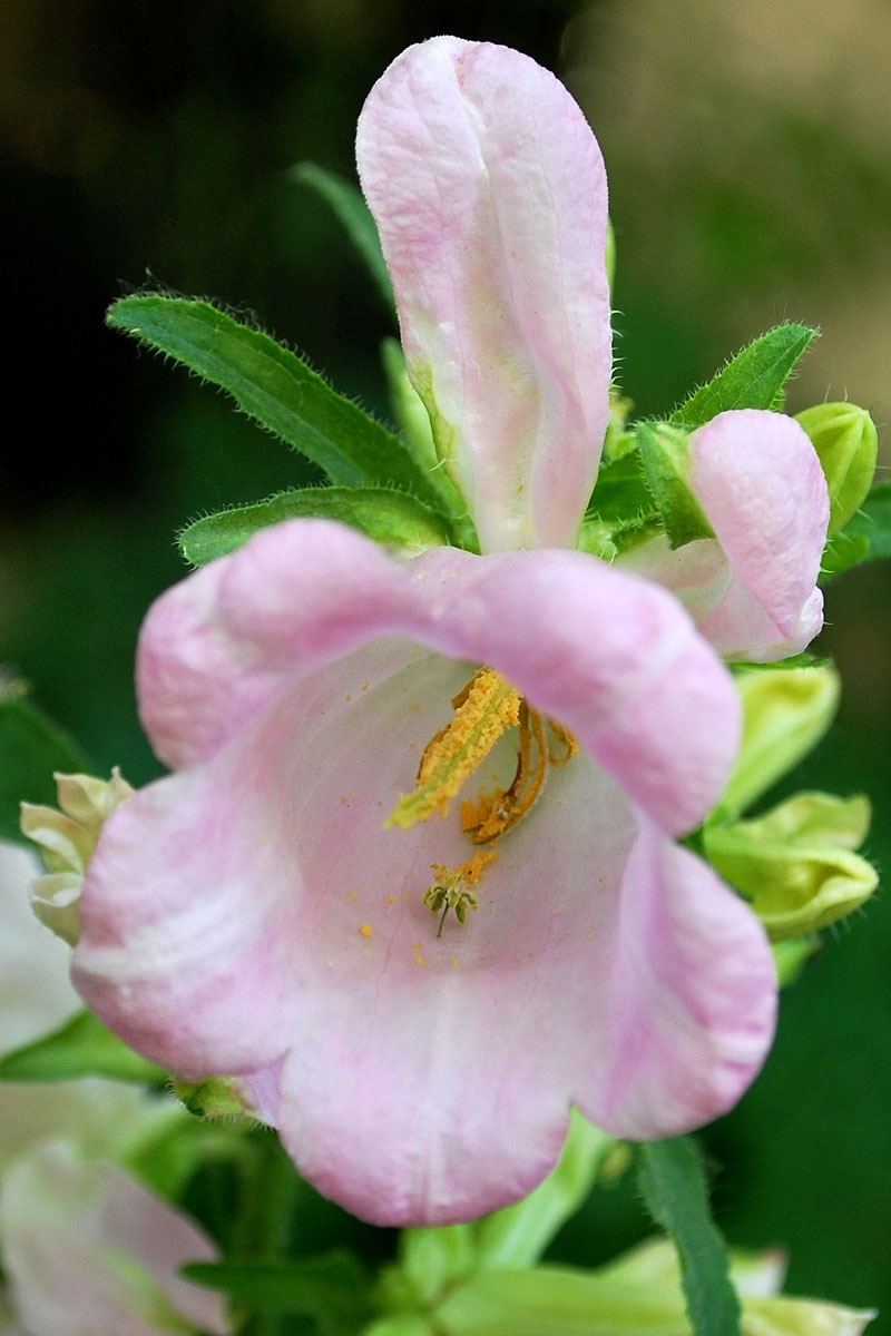 Image of Campanula medium specimen.