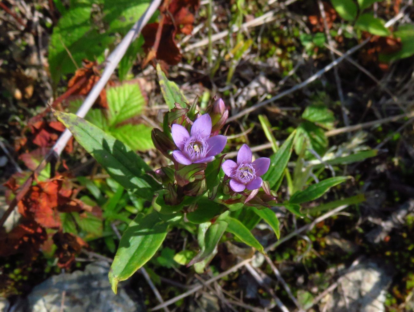 Изображение особи Gentianella amarella.